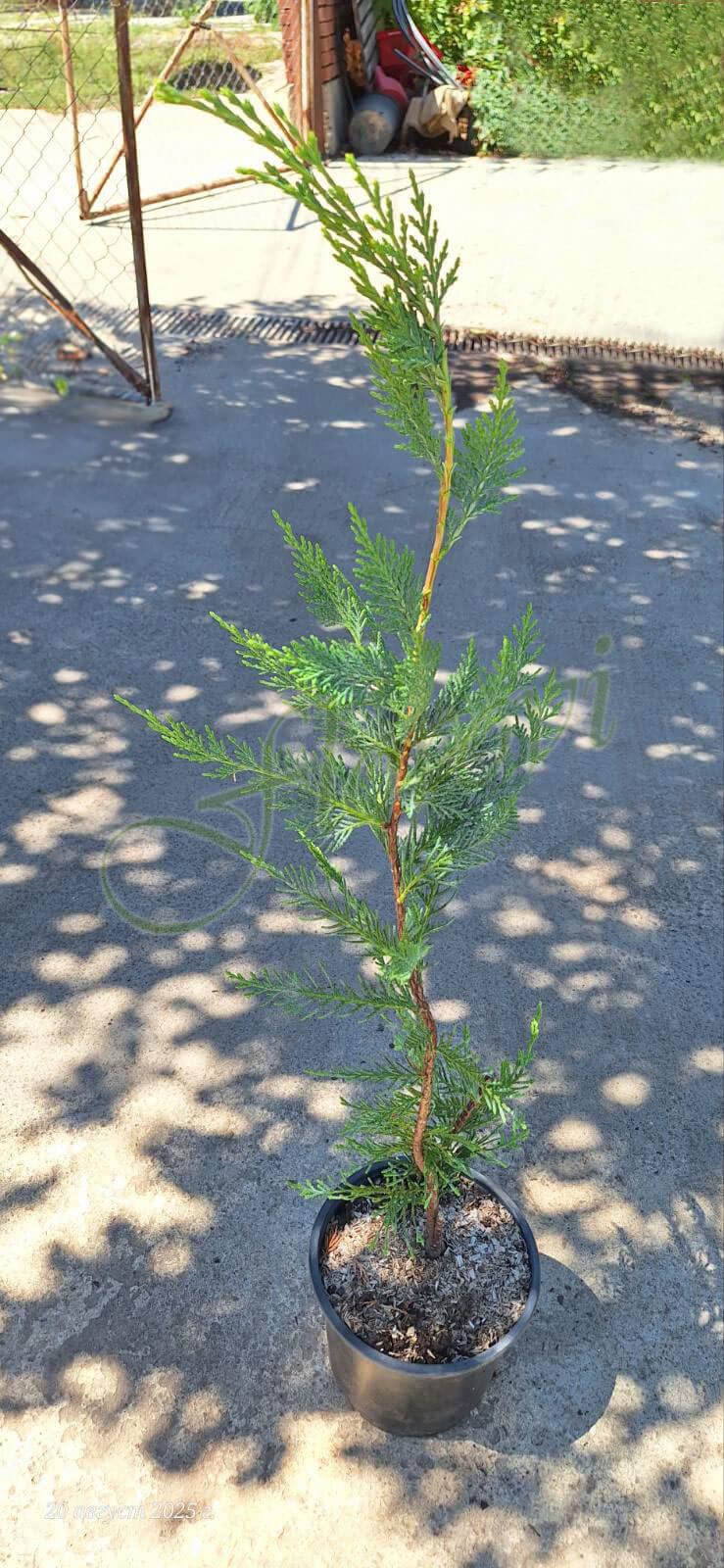 Лейланда Флорови Лейланда Флорови