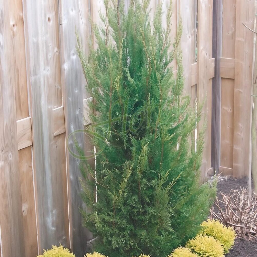 Лейландски кипарис, разсадник Флорови