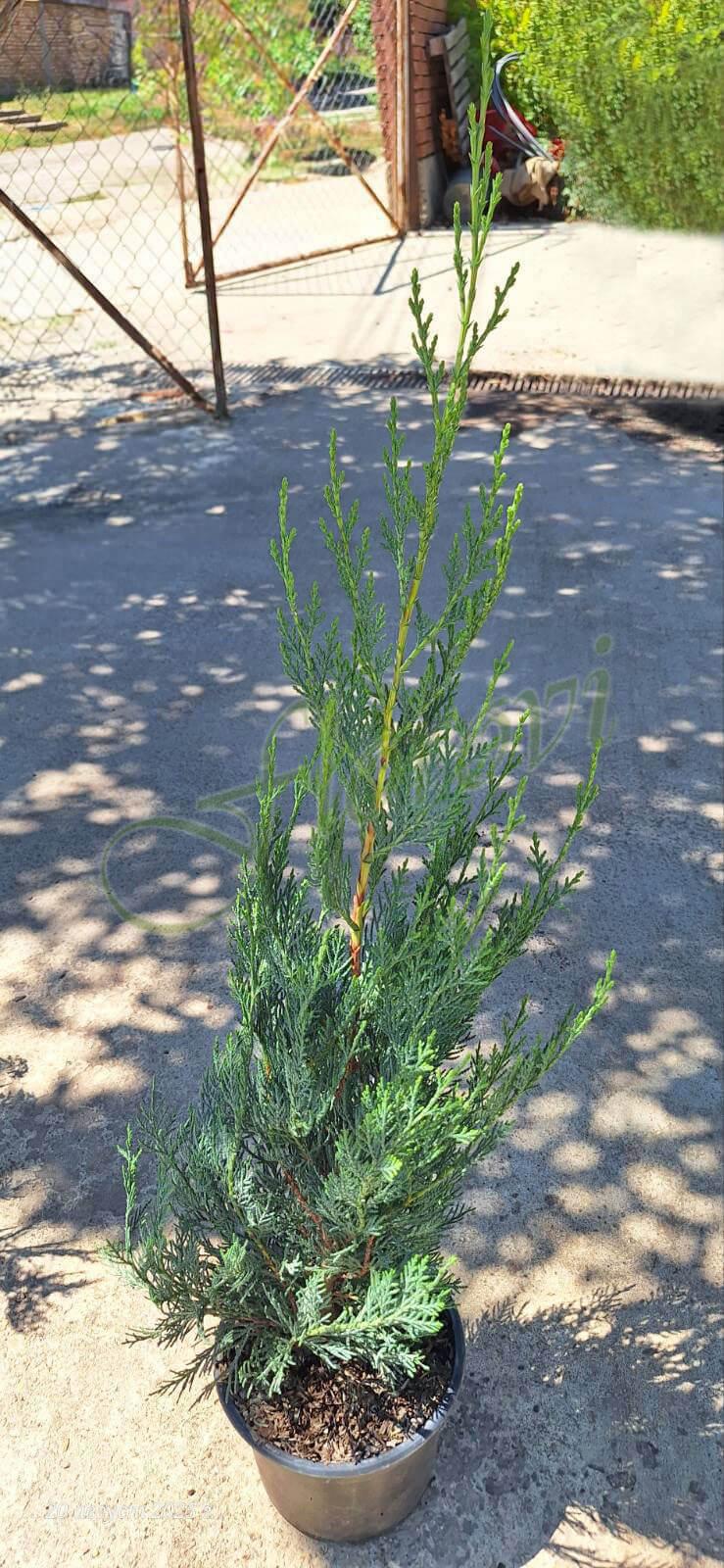 Лейландски кипарис Флорови Лейландски кипарис Флорови