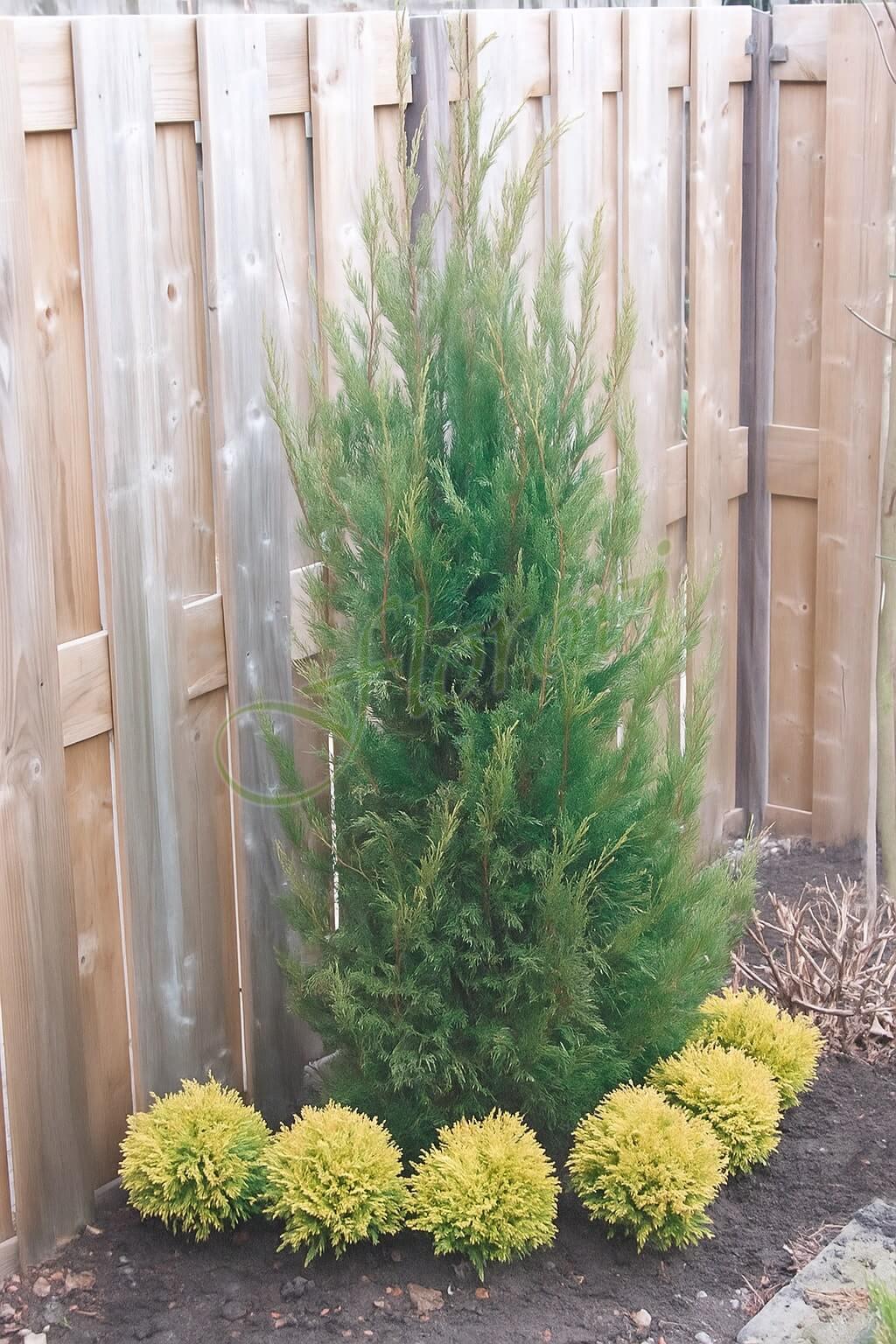 Лейландски кипарис, разсадник Флорови Лейландски кипарис, разсадник Флорови