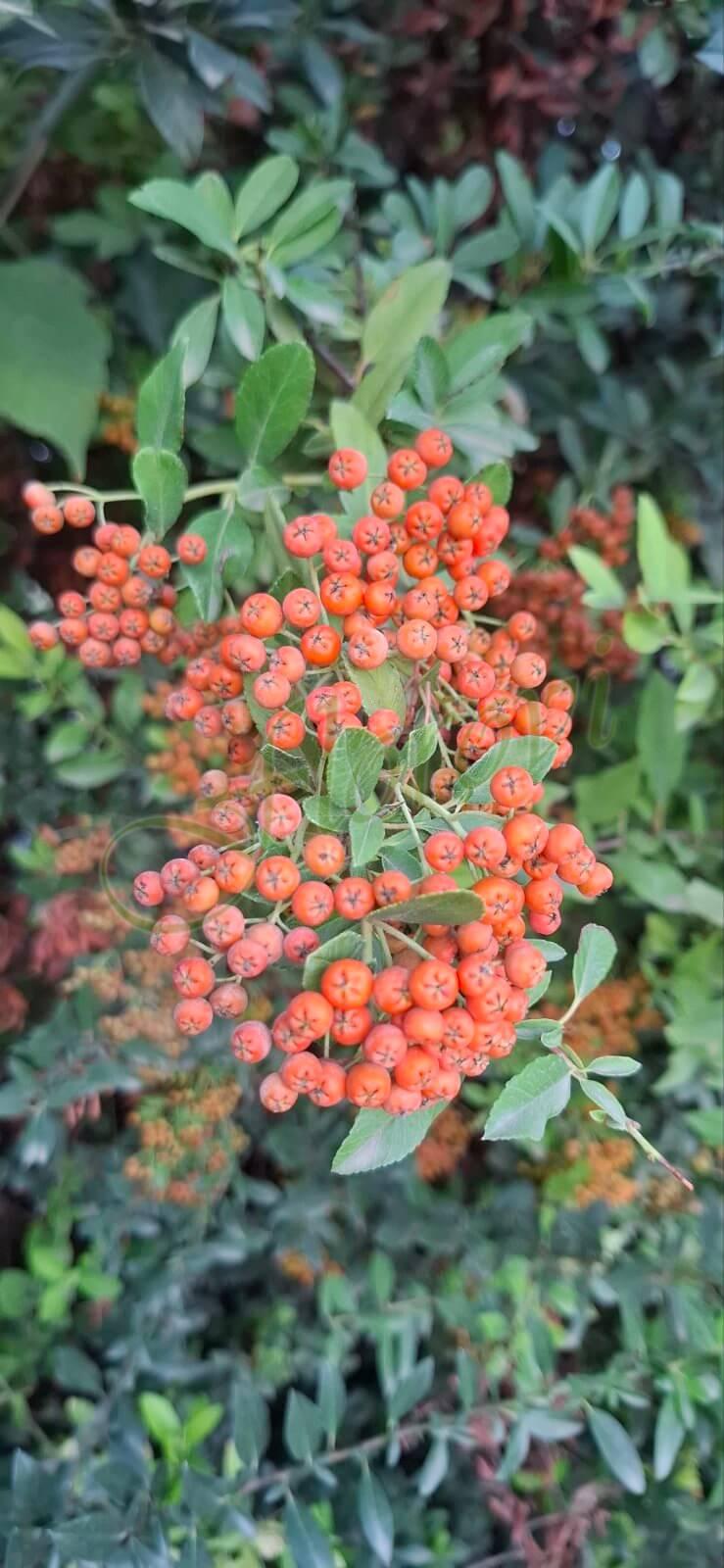Пираканта (Pyracantha), разсадник Флорови Пираканта (Pyracantha), разсадник Флорови