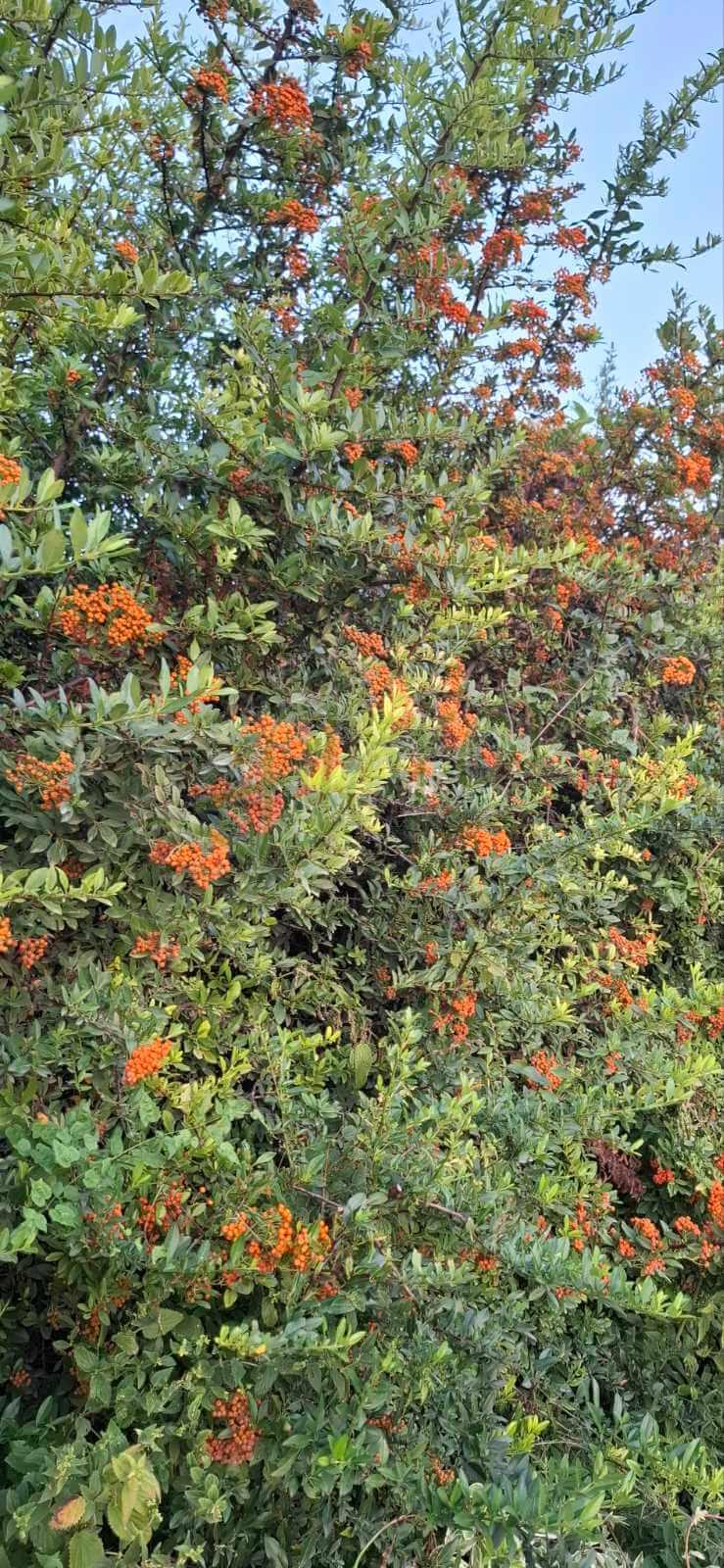 Пираканта, разсадник Флорови Пираканта, разсадник Флорови