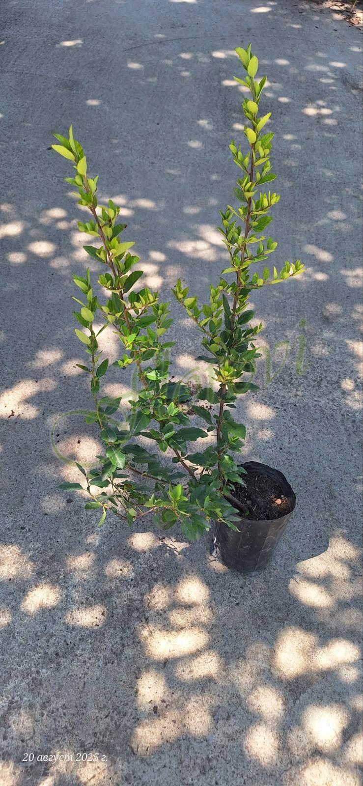 Пираканта Пираканта