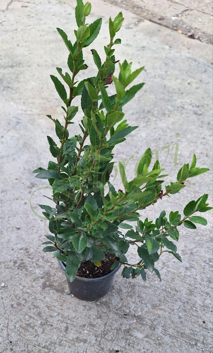 Пираканта (Pyracantha) Пираканта (Pyracantha)