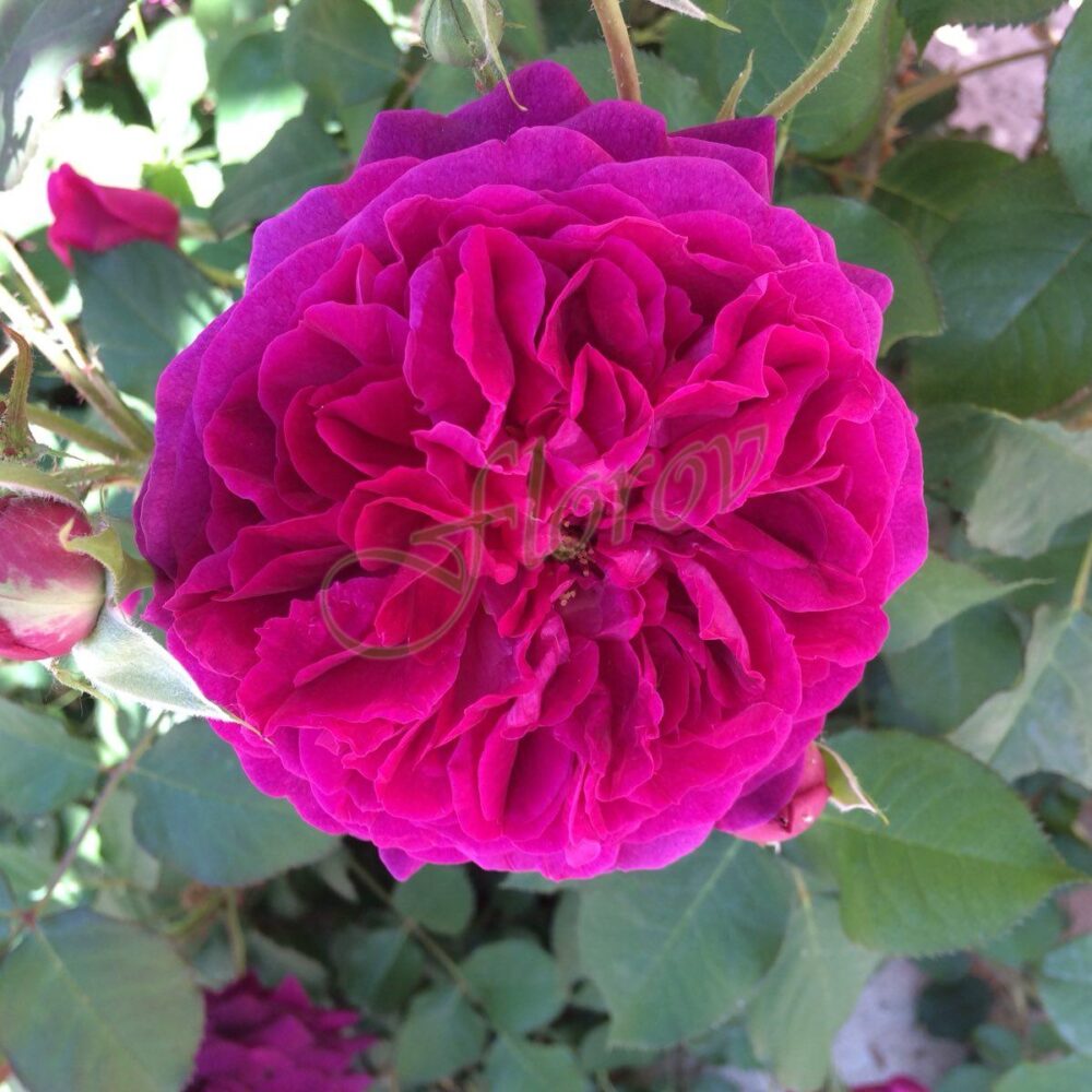 Храстовидна роза 121, разсадник Флорови