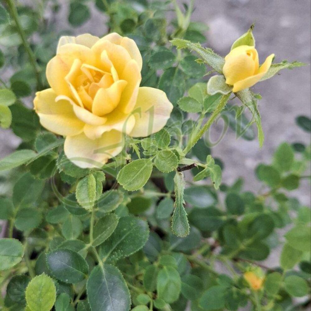 Бордюрна мини роза, разсадник Флорови