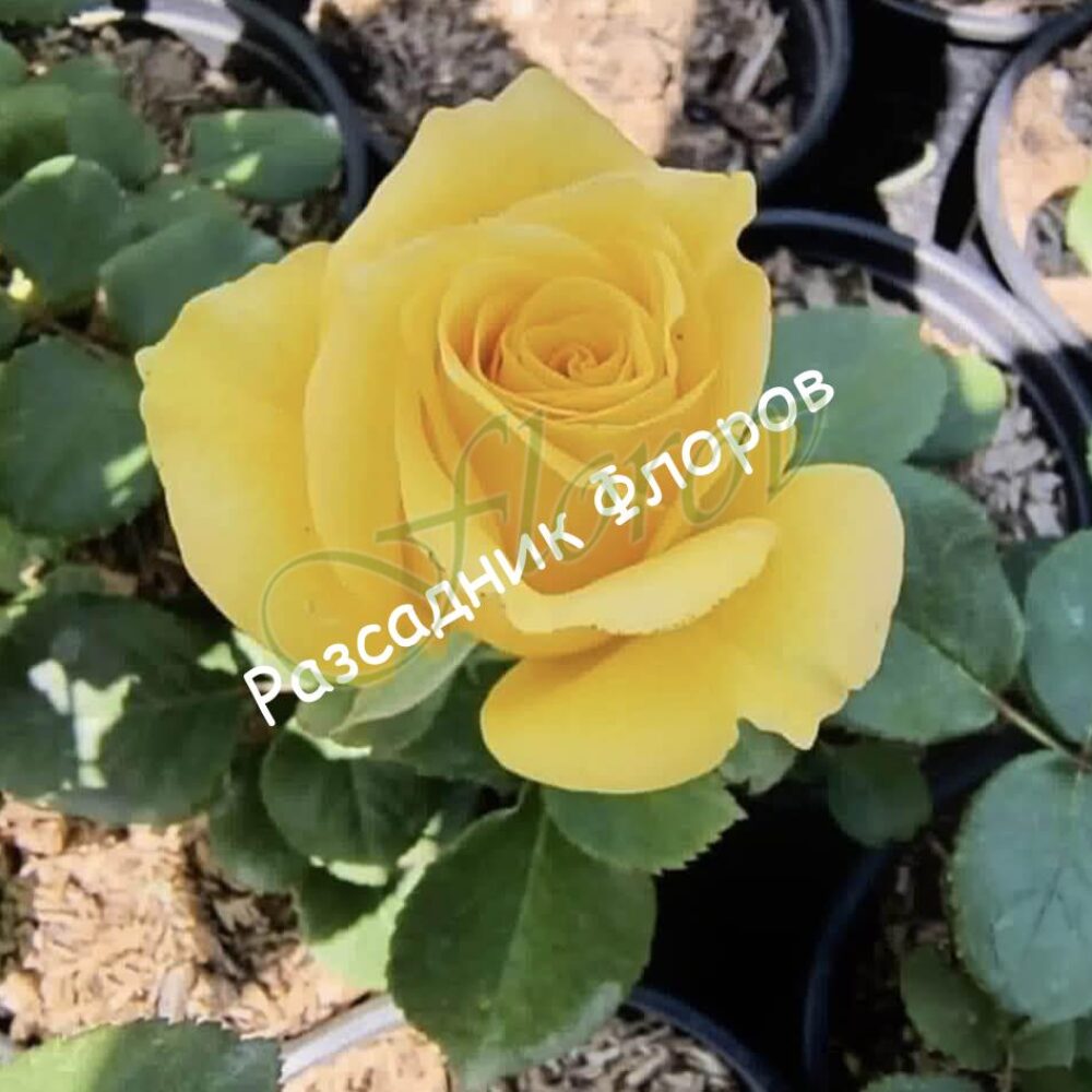 Бордюрна роза 42 от Флорови