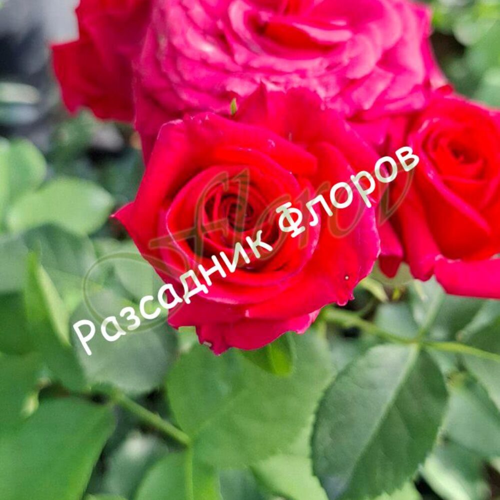 Бордюрна роза 96 от Флорови