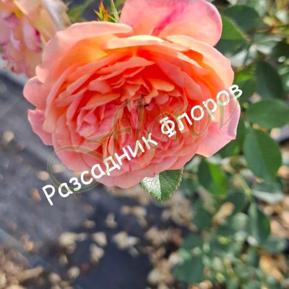 Бордюрна роза 98 от Флорови