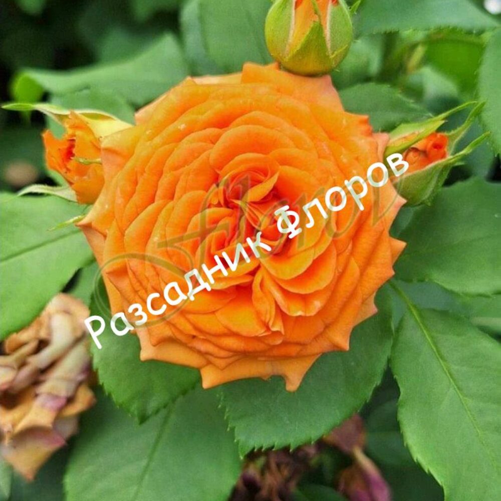 Бордюрна роза 99 от Флорови