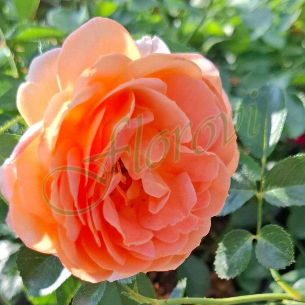 Бордюрна роза 91 от Флорови