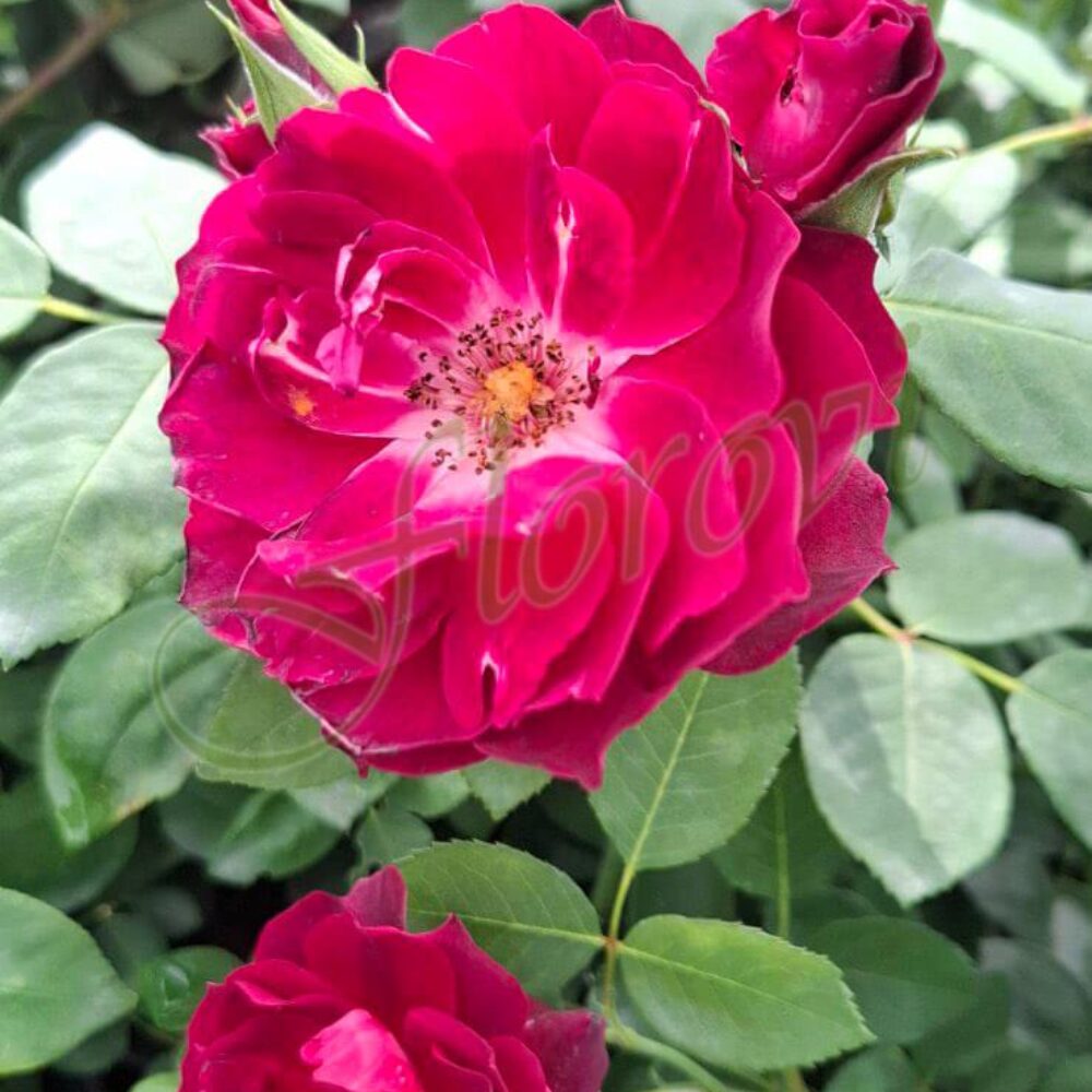 Бордюрна роза 92 Флорови