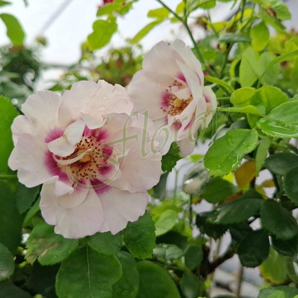 Щамбова роза Т61, разсадник Флорови