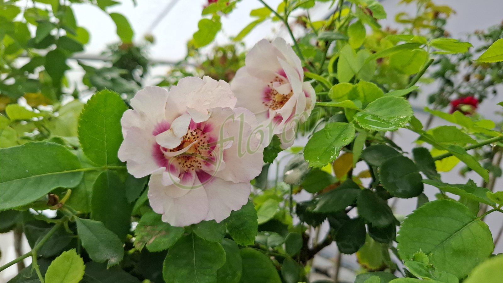 Щамбова роза Т61, разсадник Флорови Щамбова роза Т61, разсадник Флорови