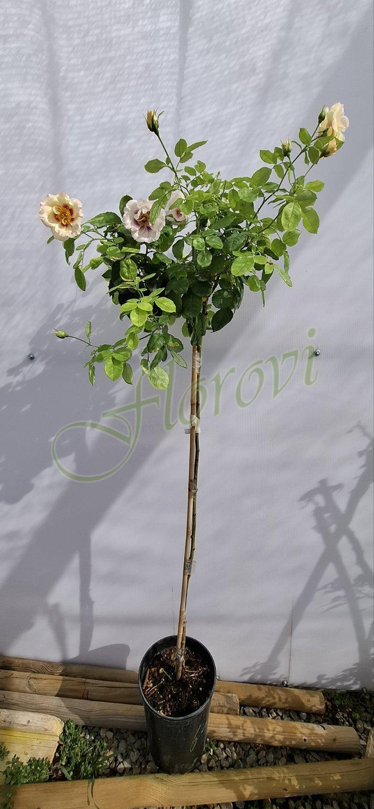 Щамбова роза Т61, Флорови Щамбова роза Т61, Флорови