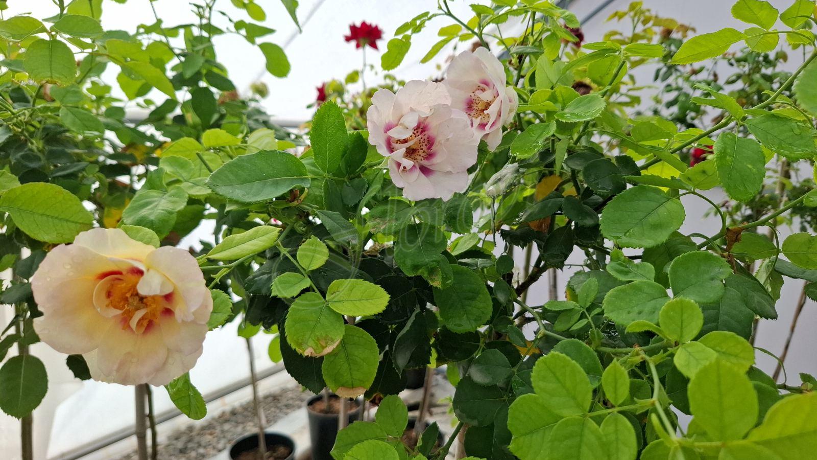 Щамбова роза Т61 Щамбова роза Т61