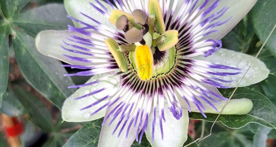 Синя пасифлора  (Passiflora caerulea), разсадник Флорови