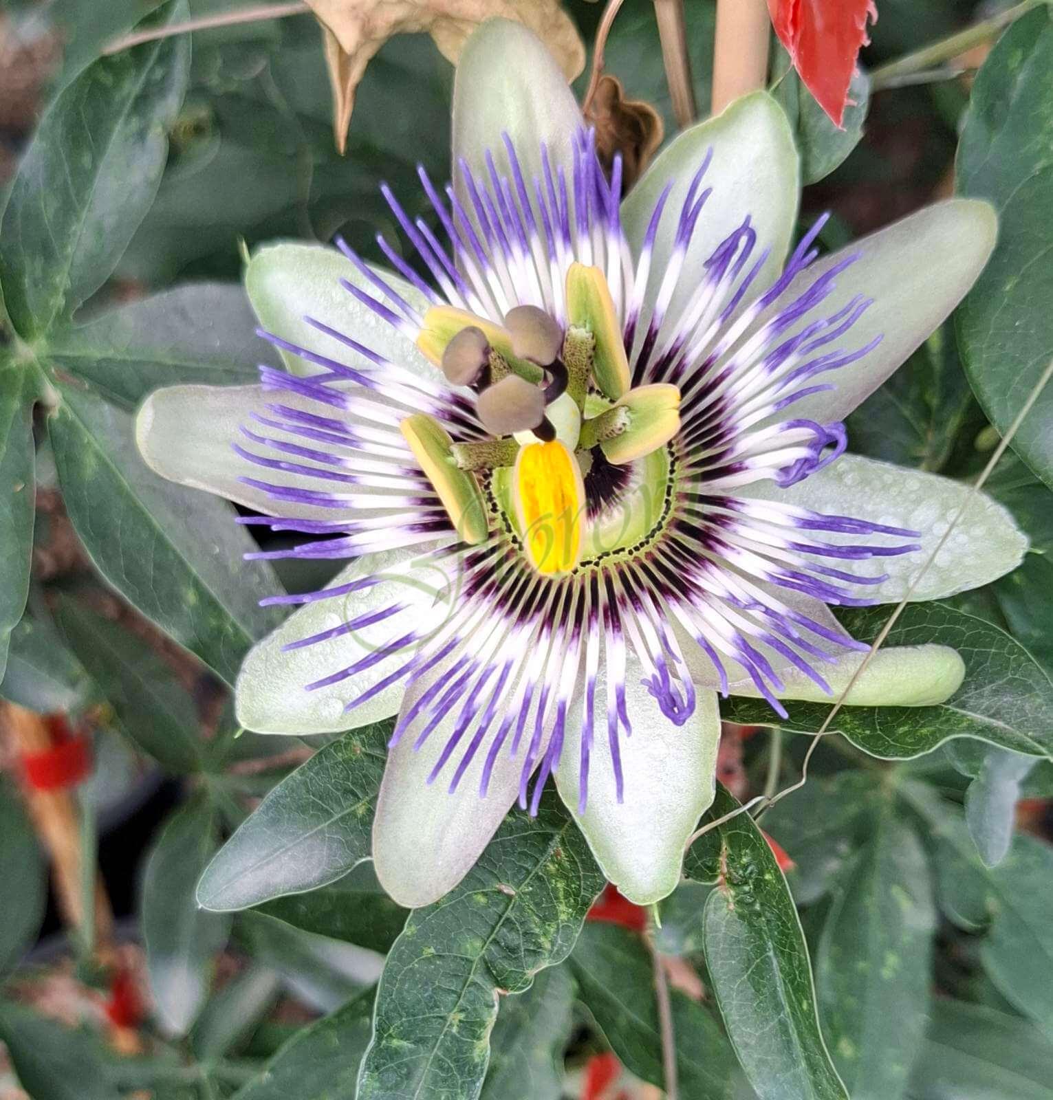 Синя пасифлора (Passiflora caerulea), разсадник Флорови Синя пасифлора (Passiflora caerulea), разсадник Флорови