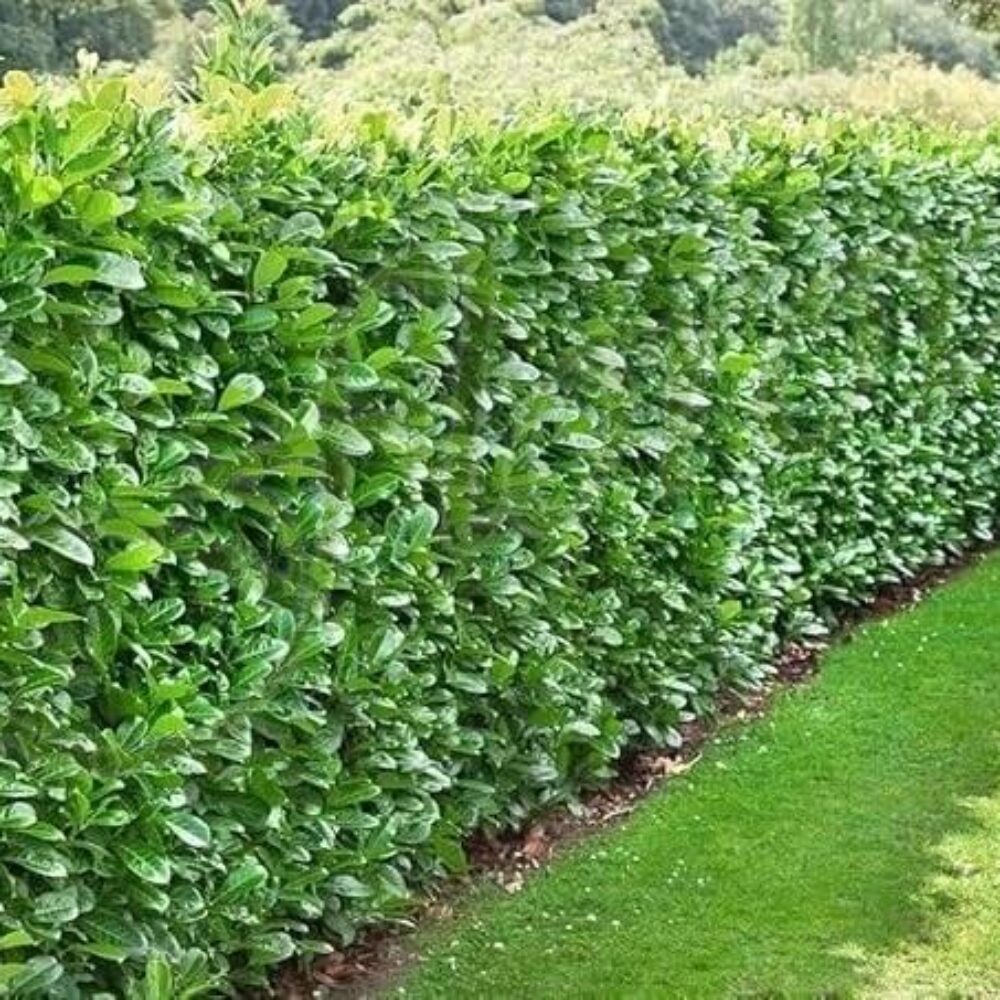 Вечнозелена лавровишна Prunus laurocerasus Novita, разсадник Флорови