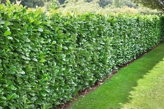 Вечнозелена лавровишна Prunus laurocerasus Novita, разсадник Флорови Вечнозелена лавровишна Prunus laurocerasus Novita, разсадник Флорови