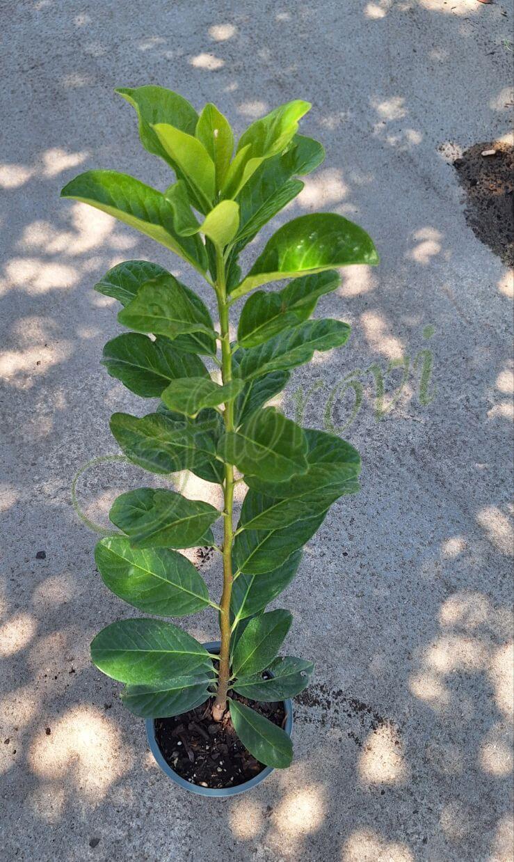 Вечнозелена лавровишна, разсадник Флорови Вечнозелена лавровишна, разсадник Флорови