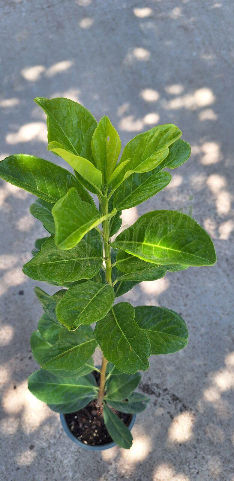 Вечнозелена лавровишна Вечнозелена лавровишна