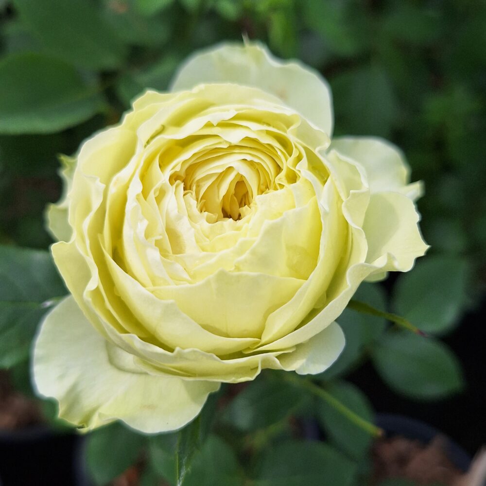 Храстовидна роза 49 – Рози Флорови