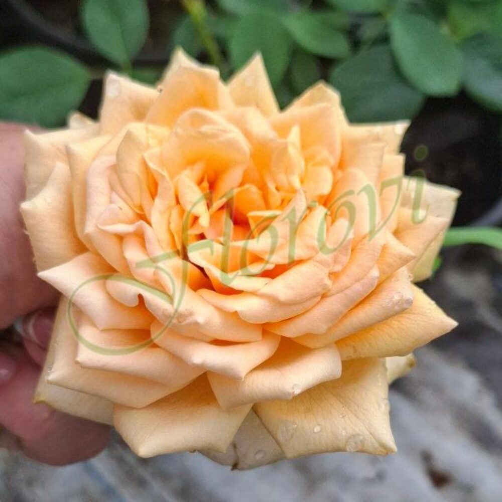 Храстовидна роза номер 118, разсадник Флорови