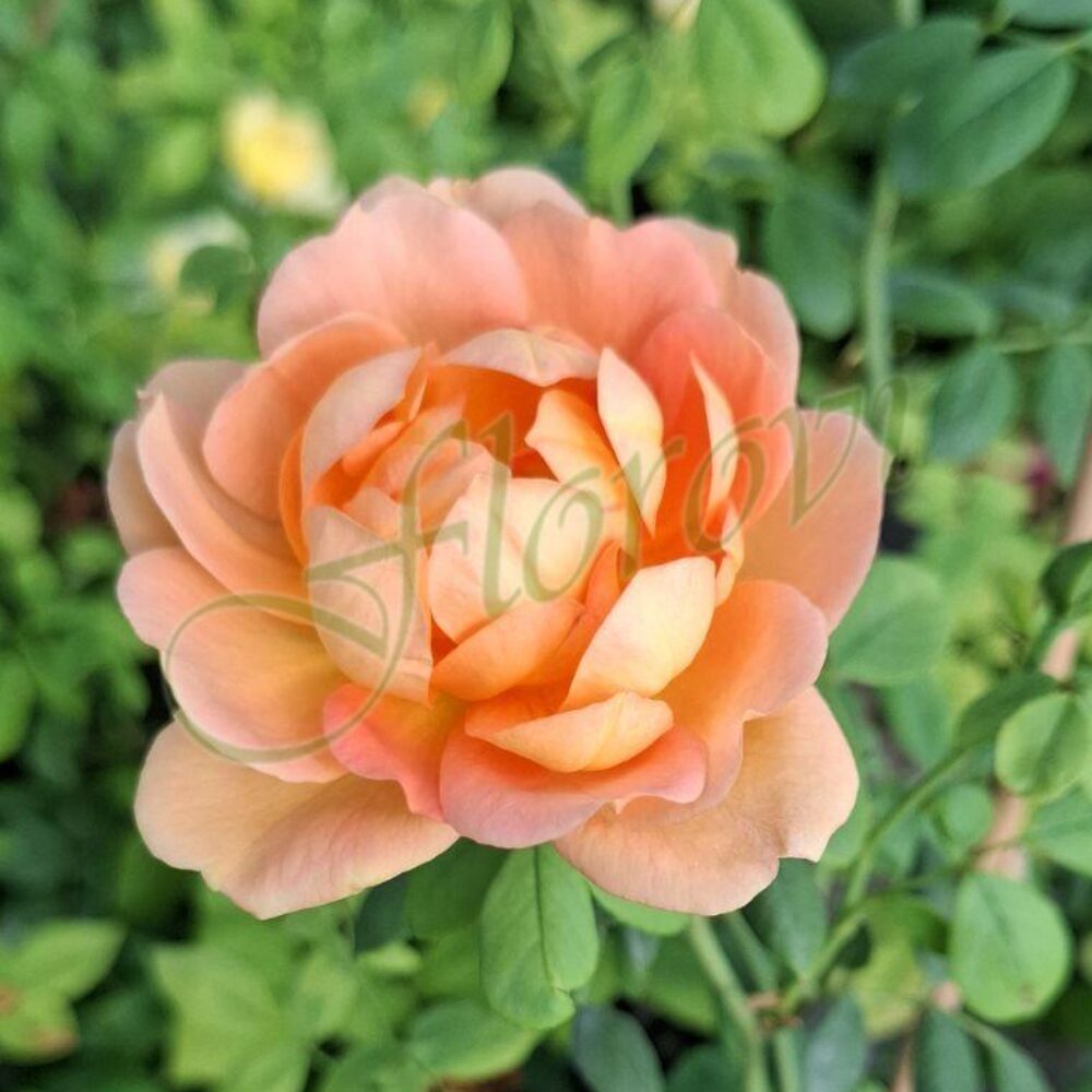 Храстовидна роза 124, разсадник Флорова