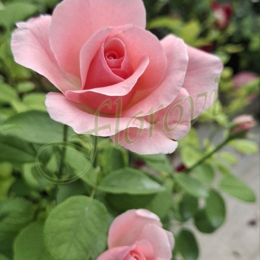 Храстовидна роза 126, разсадник Флорови