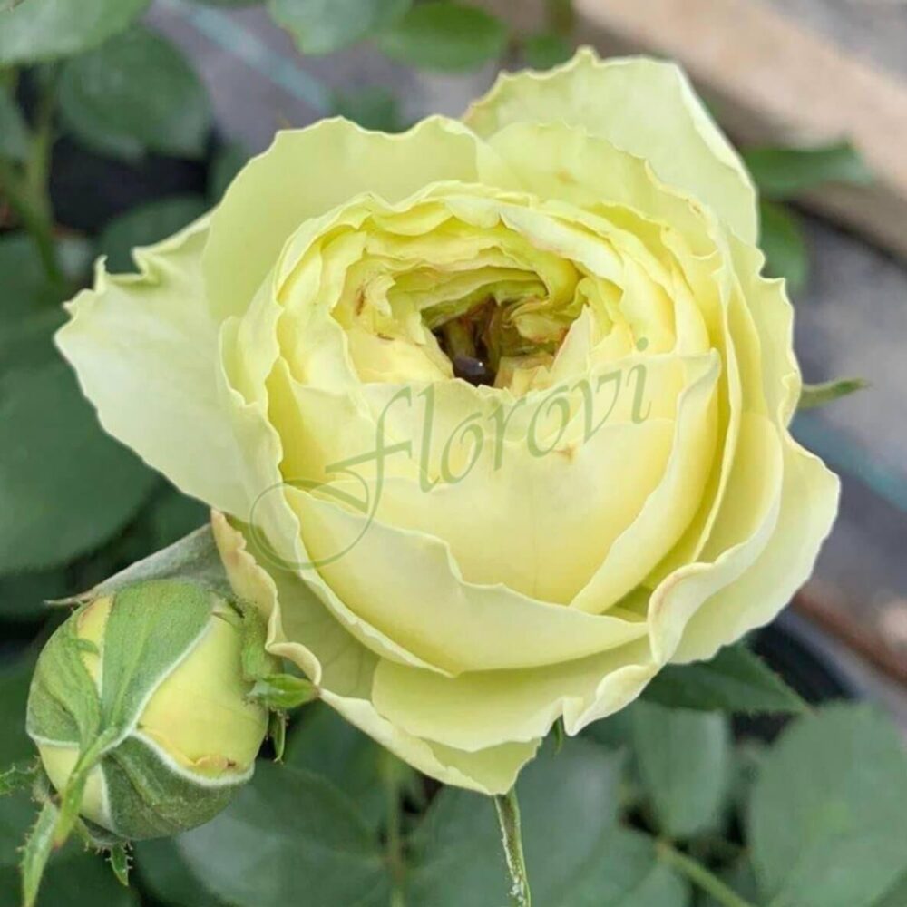 Храстовидна роза номер 49, разсадник Флорови