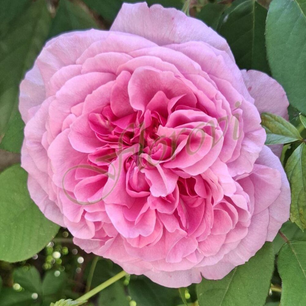 Катереща роза 79, разсадник Флорови