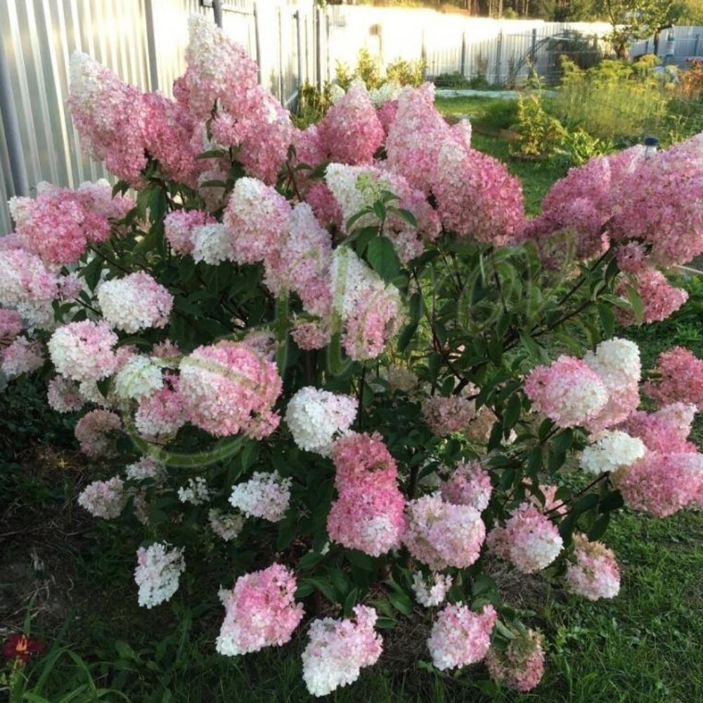 Хортензия за слънце „Пинк Лейди“, разсадник Флорови