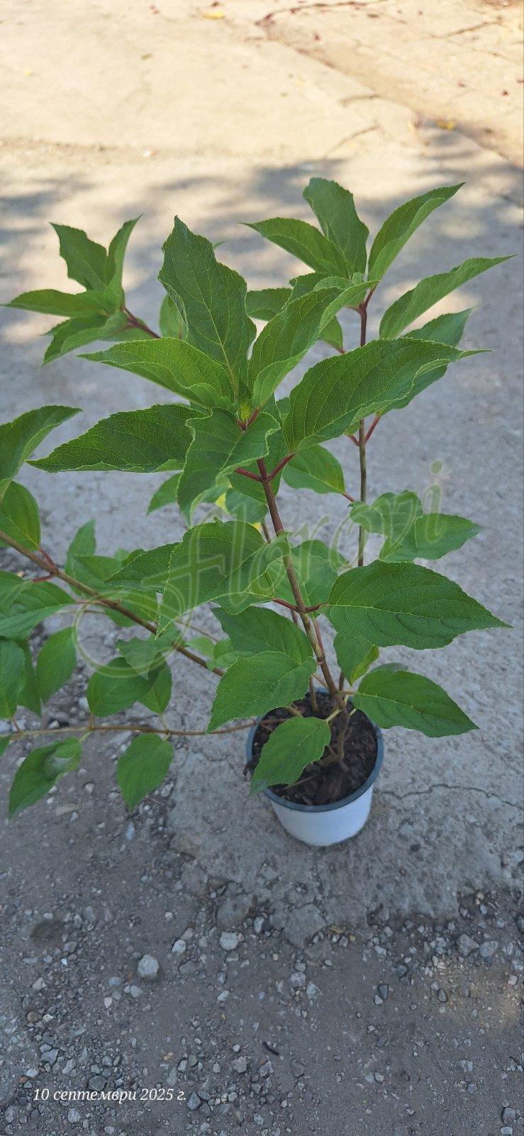 Хортензия за слънце Хортензия за слънце