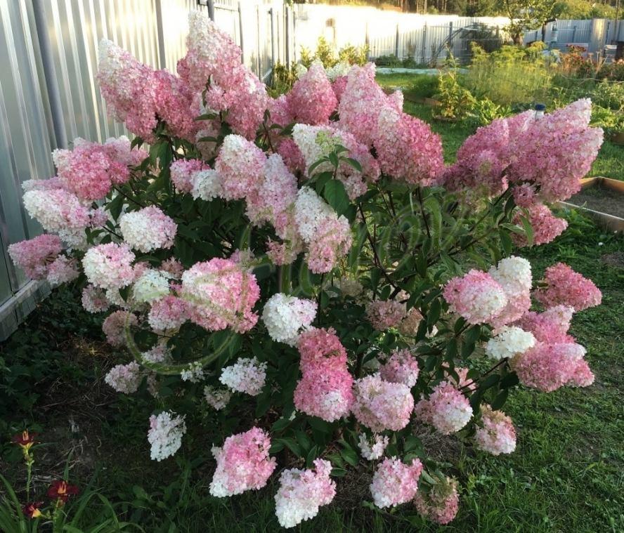 Хортензия за слънце „Пинк Лейди“, разсадник Флорови Хортензия за слънце „Пинк Лейди“, разсадник Флорови