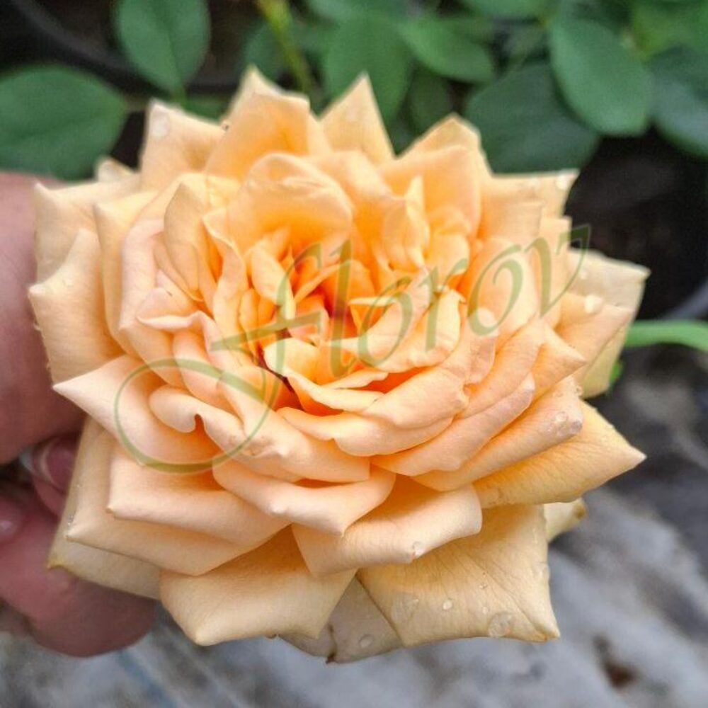 Храстовидна роза номер 118, разсадник Флорови