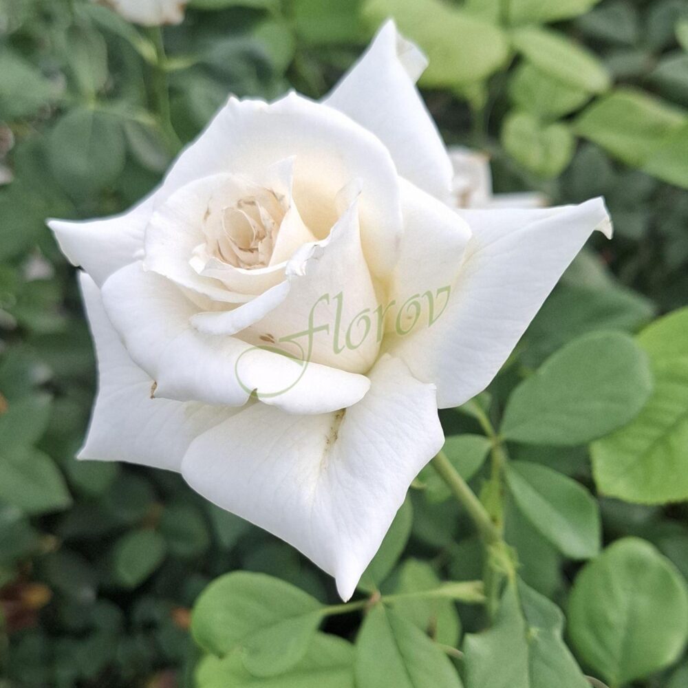 Храстовидна роза 125, разсадник Флорови