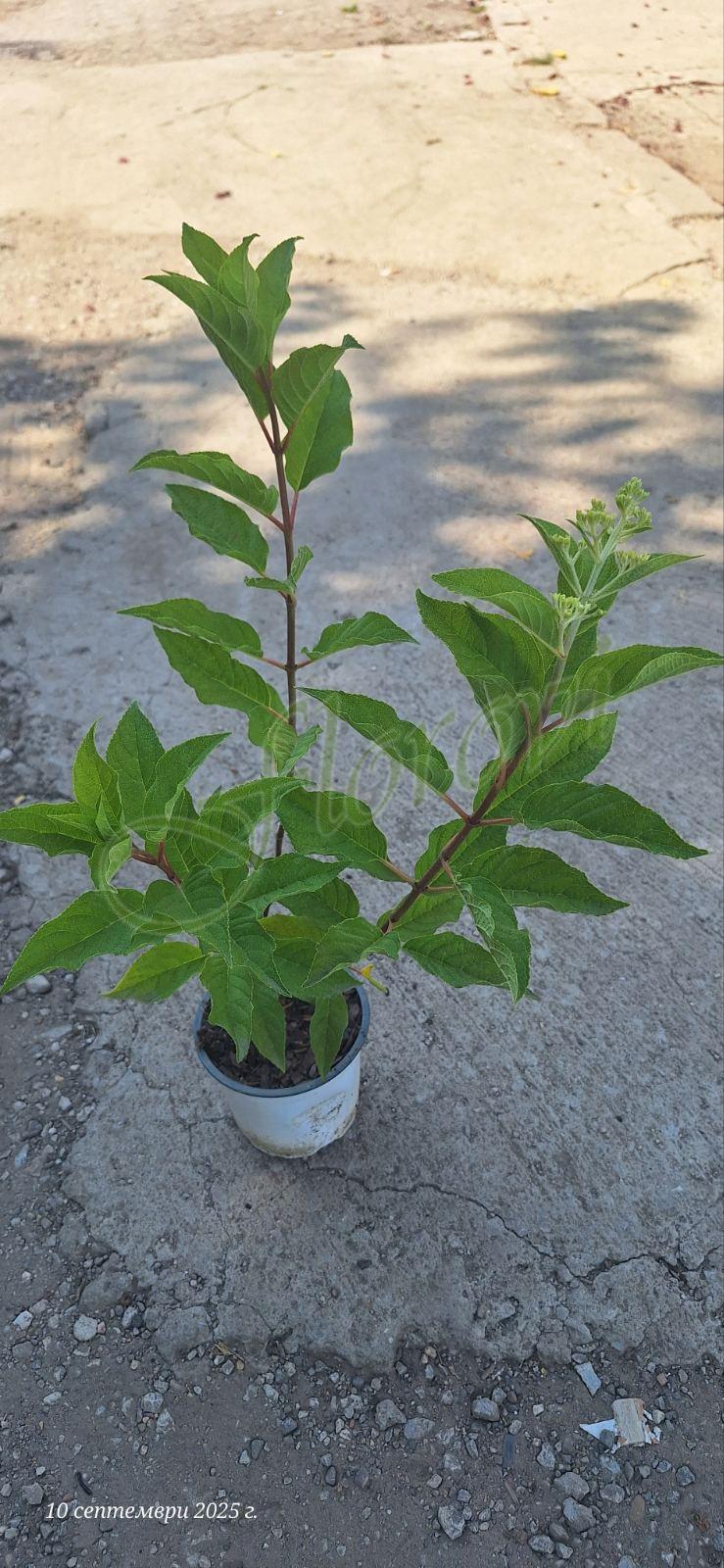 Хортензия за слънце Хортензия за слънце