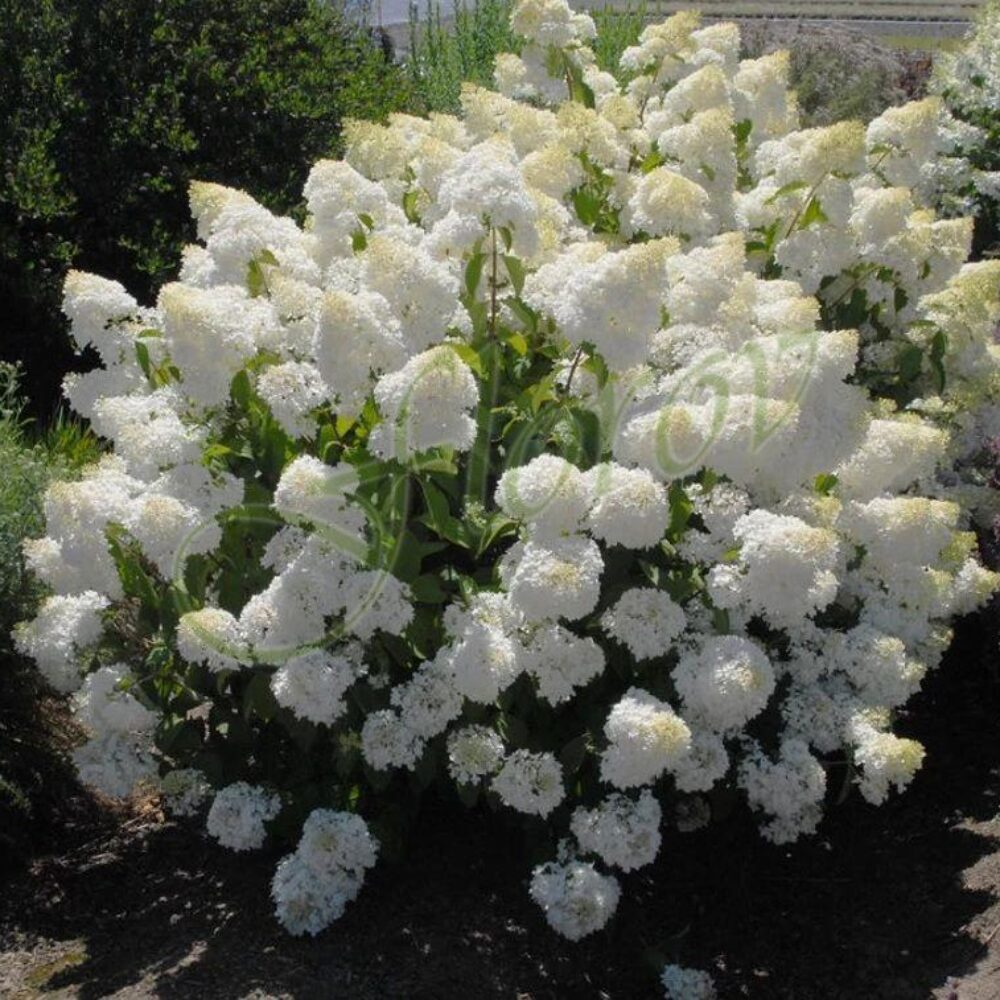 Хортензия за слънце „Силвър Долар“, разсадник Флорови