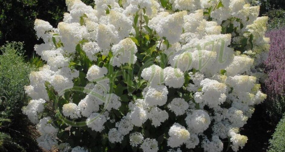 Хортензия за слънце „Силвър Долар“, разсадник Флорови