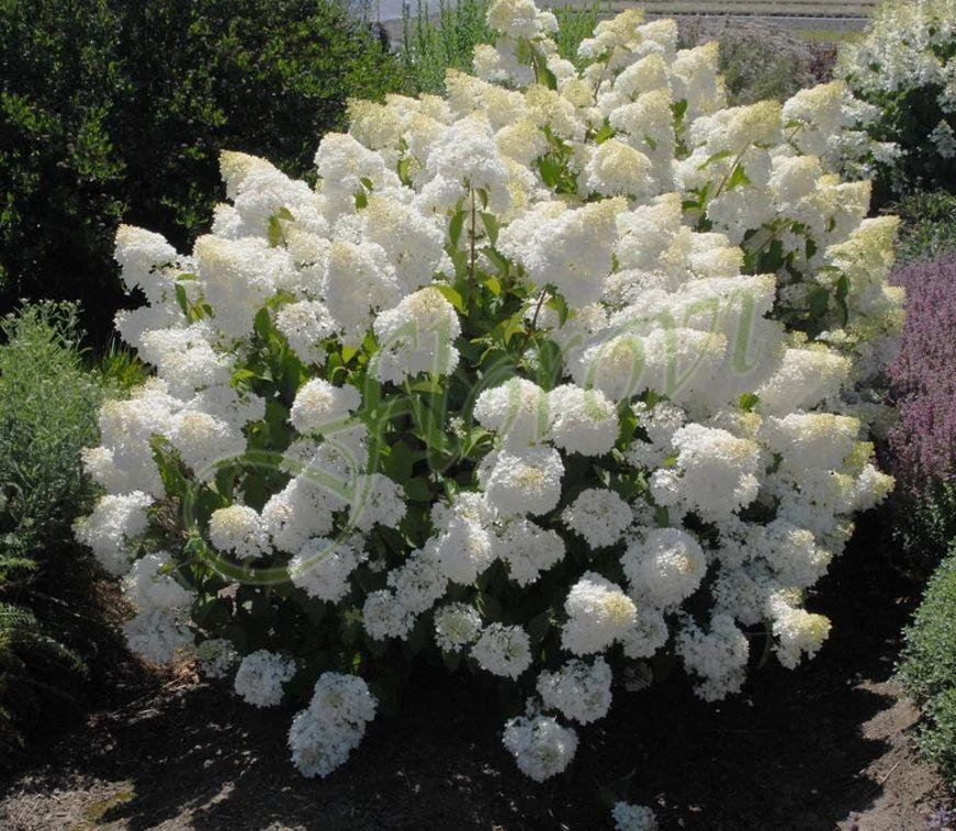 Хортензия за слънце „Силвър Долар“, разсадник Флорови Хортензия за слънце „Силвър Долар“, разсадник Флорови