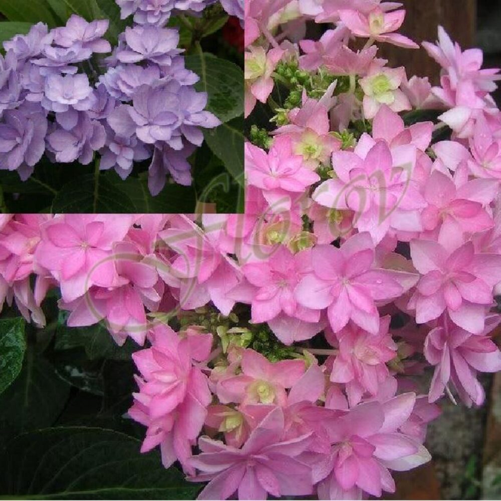 Хортензия за полусянка You and Me „Perfection” , разданик Флорови