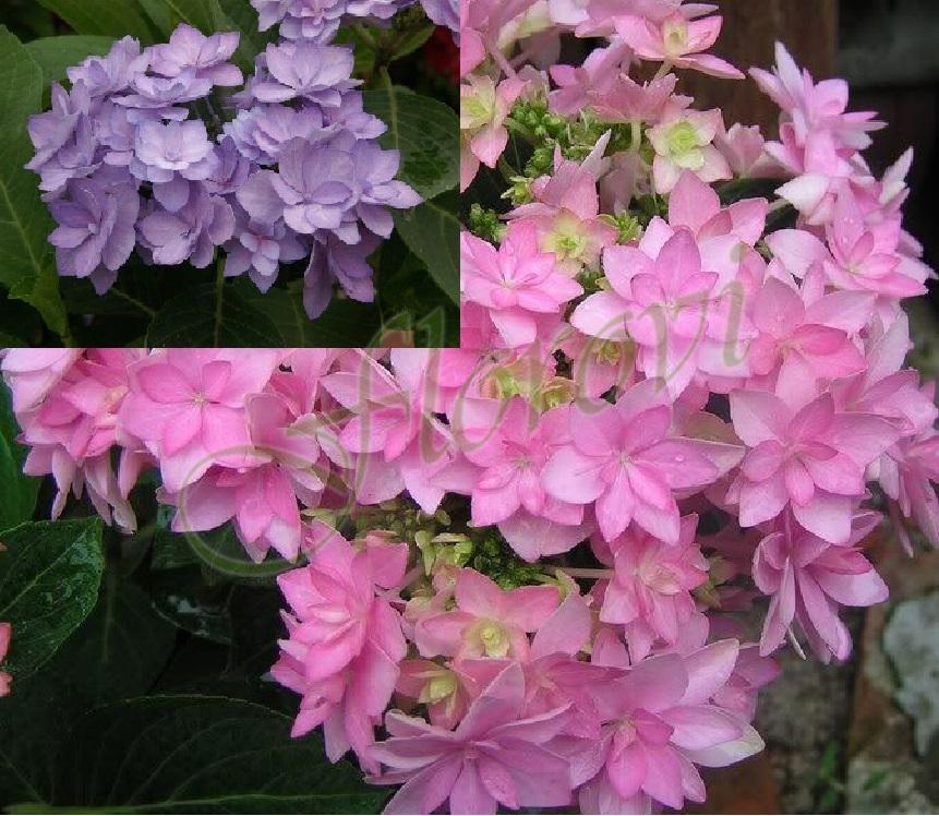 Хортензия за полусянка You and Me „Perfection” , разданик Флорови Хортензия за полусянка You and Me „Perfection” , разданик Флорови