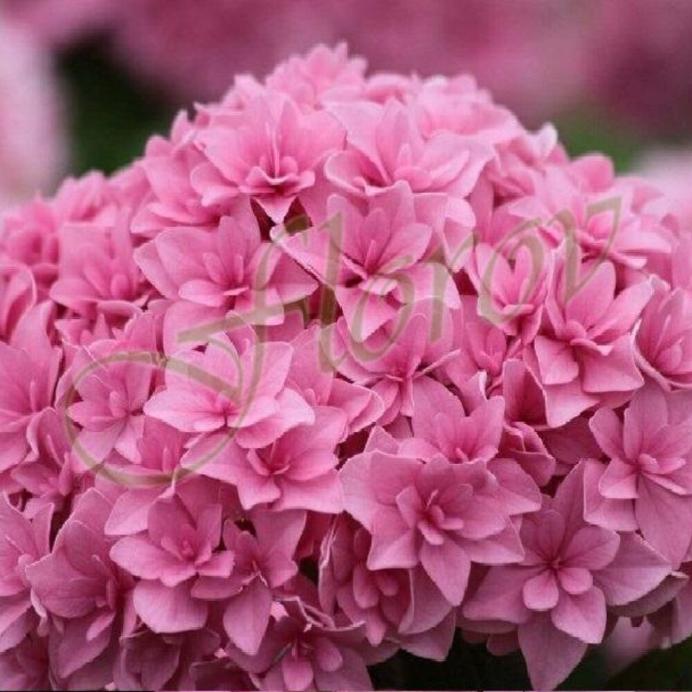 Хортензия за полусянка  You and Me „Romance”, разданик Флорови