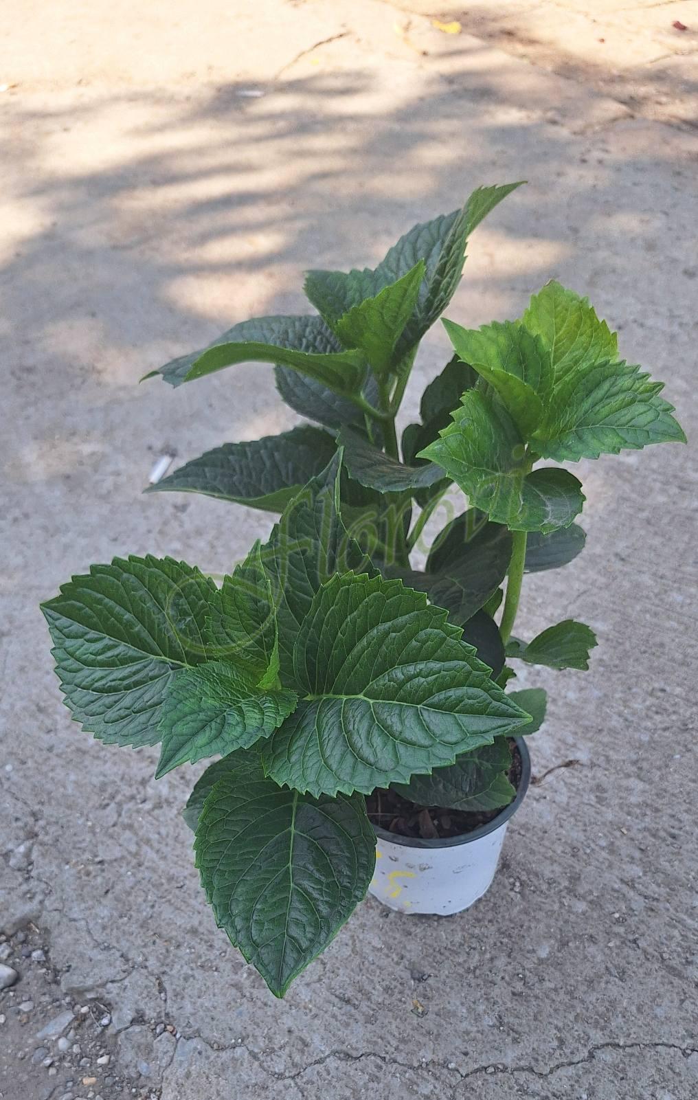 Хортензия за полусянка You and Me „Romance” Хортензия за полусянка You and Me „Romance”