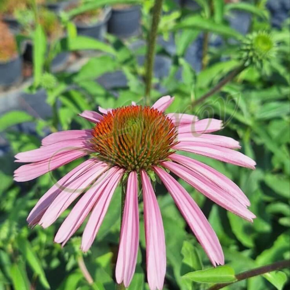 Ехинацея, Флорови