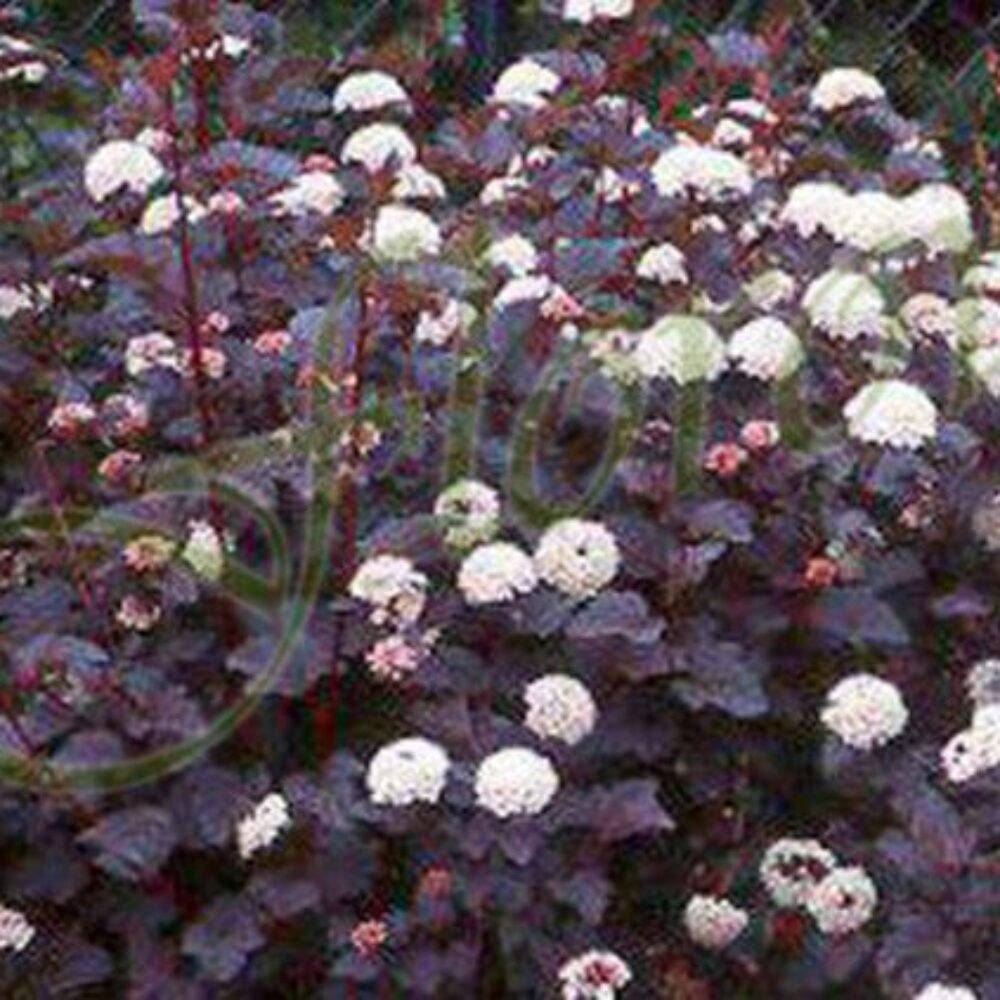 Физокарпус „Диабло“ (Physocarpus opulifolius ‘Diabolo’), разсадник Флорови
