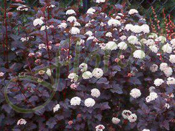 Физокарпус „Диабло“ (Physocarpus opulifolius 'Diabolo'), разсадник Флорови Физокарпус „Диабло“ (Physocarpus opulifolius 'Diabolo'), разсадник Флорови