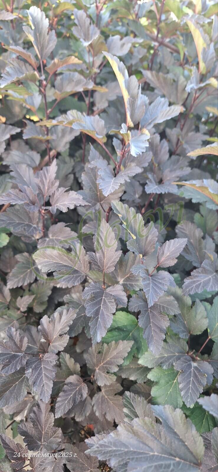 Физокарпус „Диабло“, разсадник Флорови Физокарпус „Диабло“, разсадник Флорови