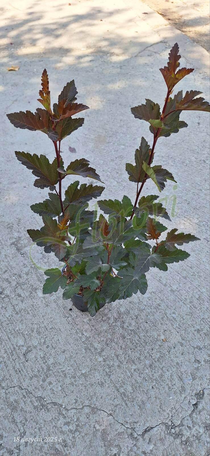 Физокарпус „Диабло“ Физокарпус „Диабло“